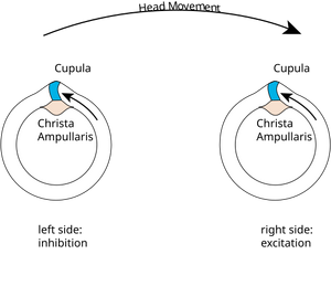 Vestibular PushPull