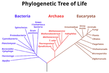 Phylogenetic tree