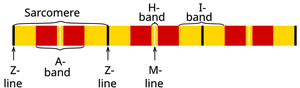 Myofibril