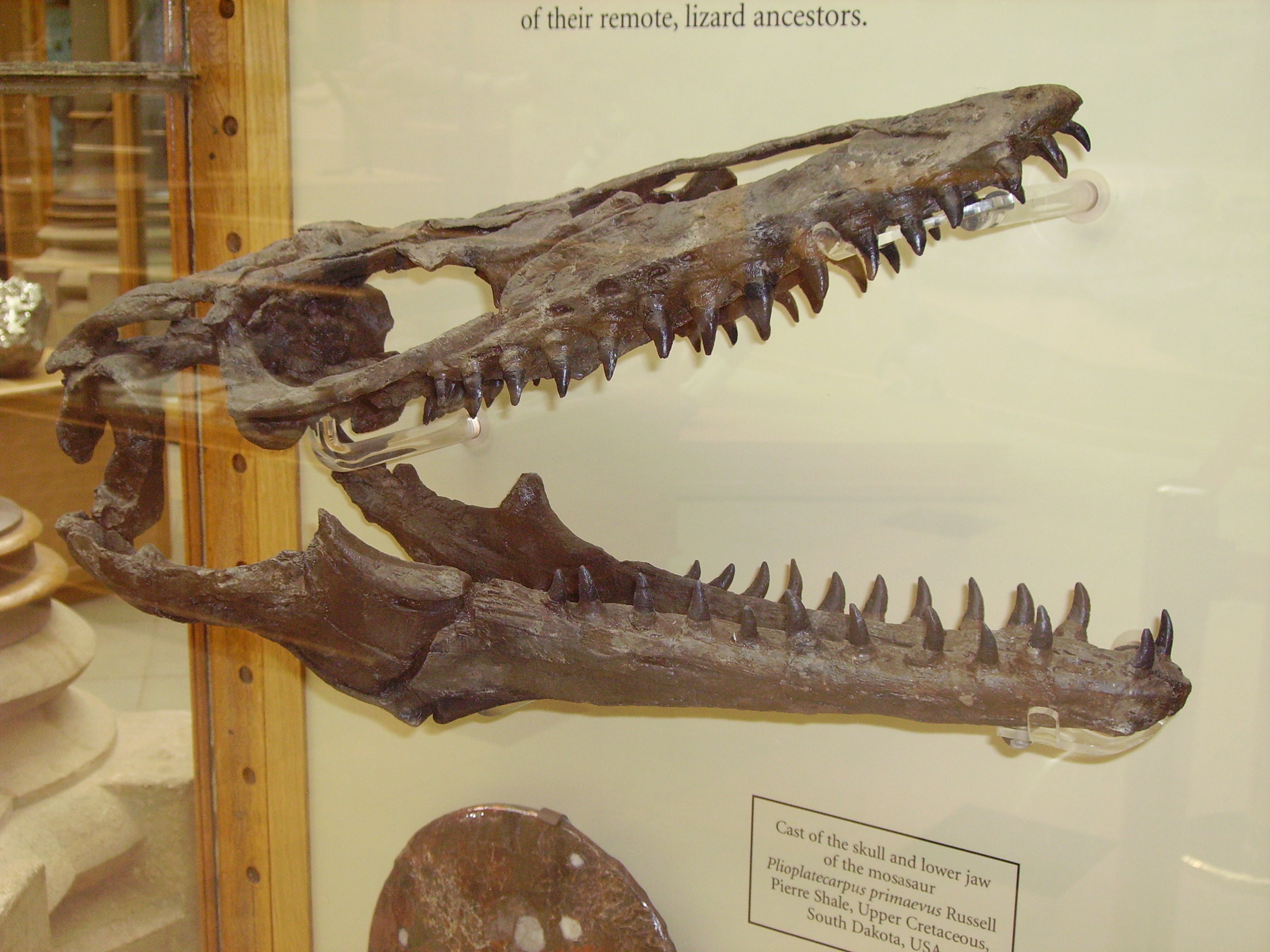 mosasaurus skeleton