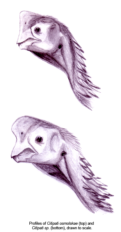 citipati fossil