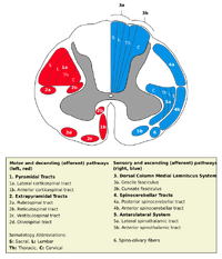 Medulla spinalis - tracts - English