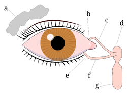 Tear system
