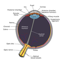 Schematic diagram of the human eye en