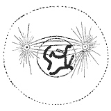 Prometaphase