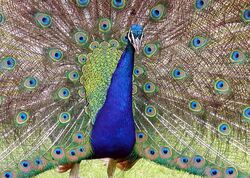Peacock.detail.arp.750pix