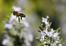 Bee mid air