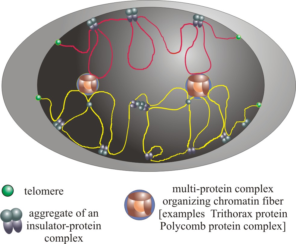 Image Nucleus And Chromatin Territorial Structure Psychology Wiki