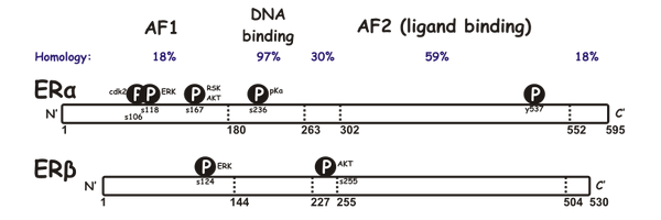 Er domains