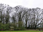 Crows.nests.arp.750pix