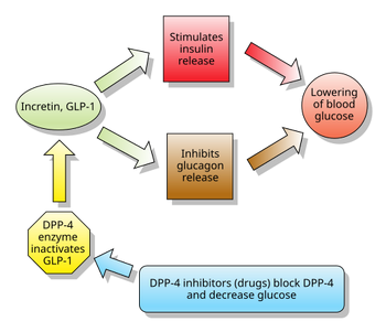 Incretins and DPP 4 inhibitors