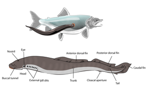 Lamprey illustration side