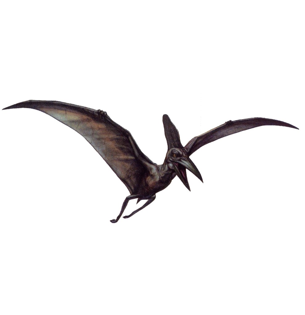 pteranodon carnivore