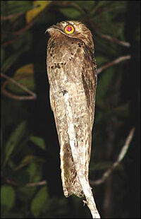 Urutau