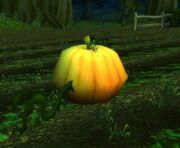 Ripe Pumpkin
