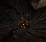 Egg of Onyxia