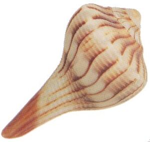 Whelk