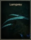 Lamprey.