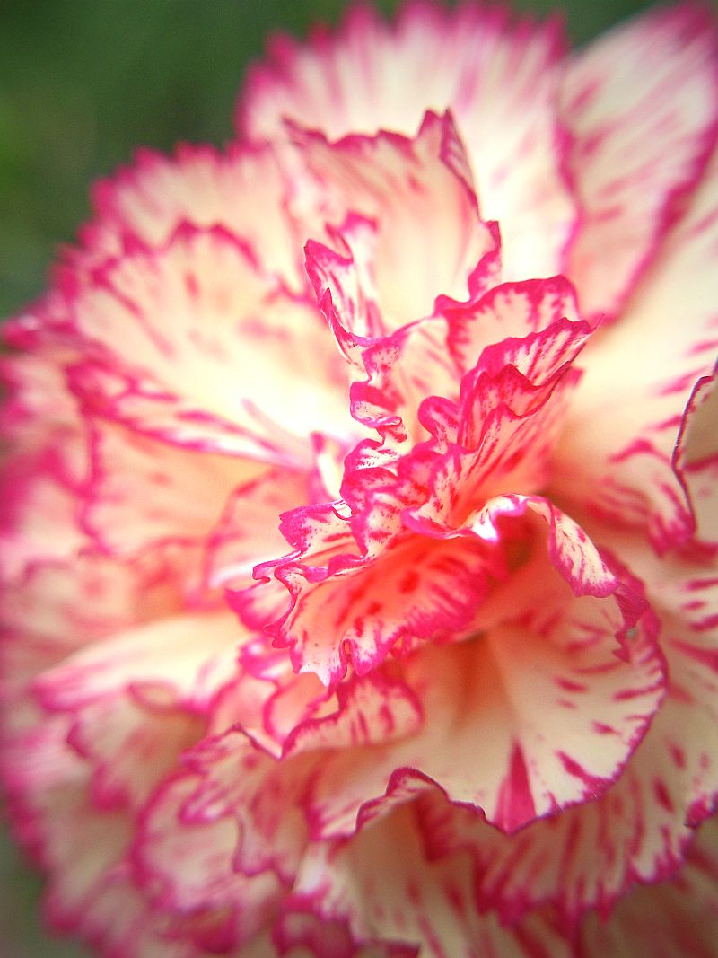 What Does Carnations Symbolize