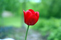 Red tulip-2529