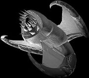 Scourge SC1 Art1