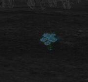 Tear of Tilloa