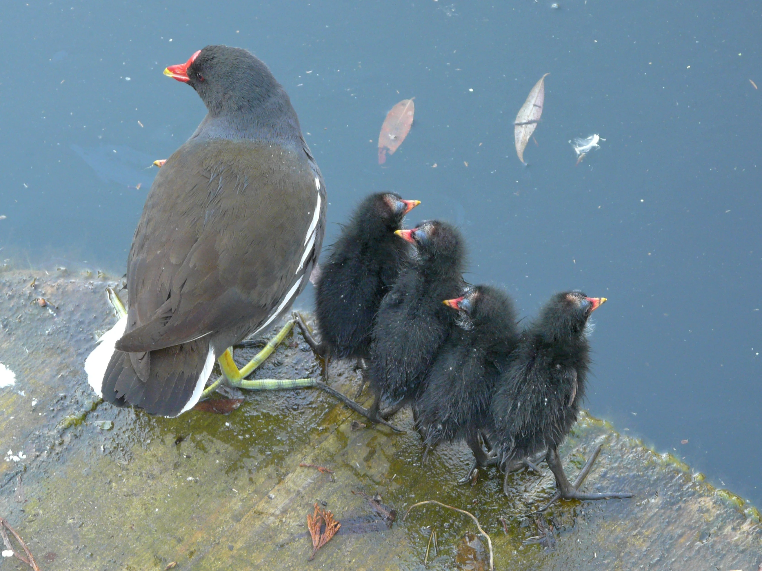 Common Moorhen Birds Wiki