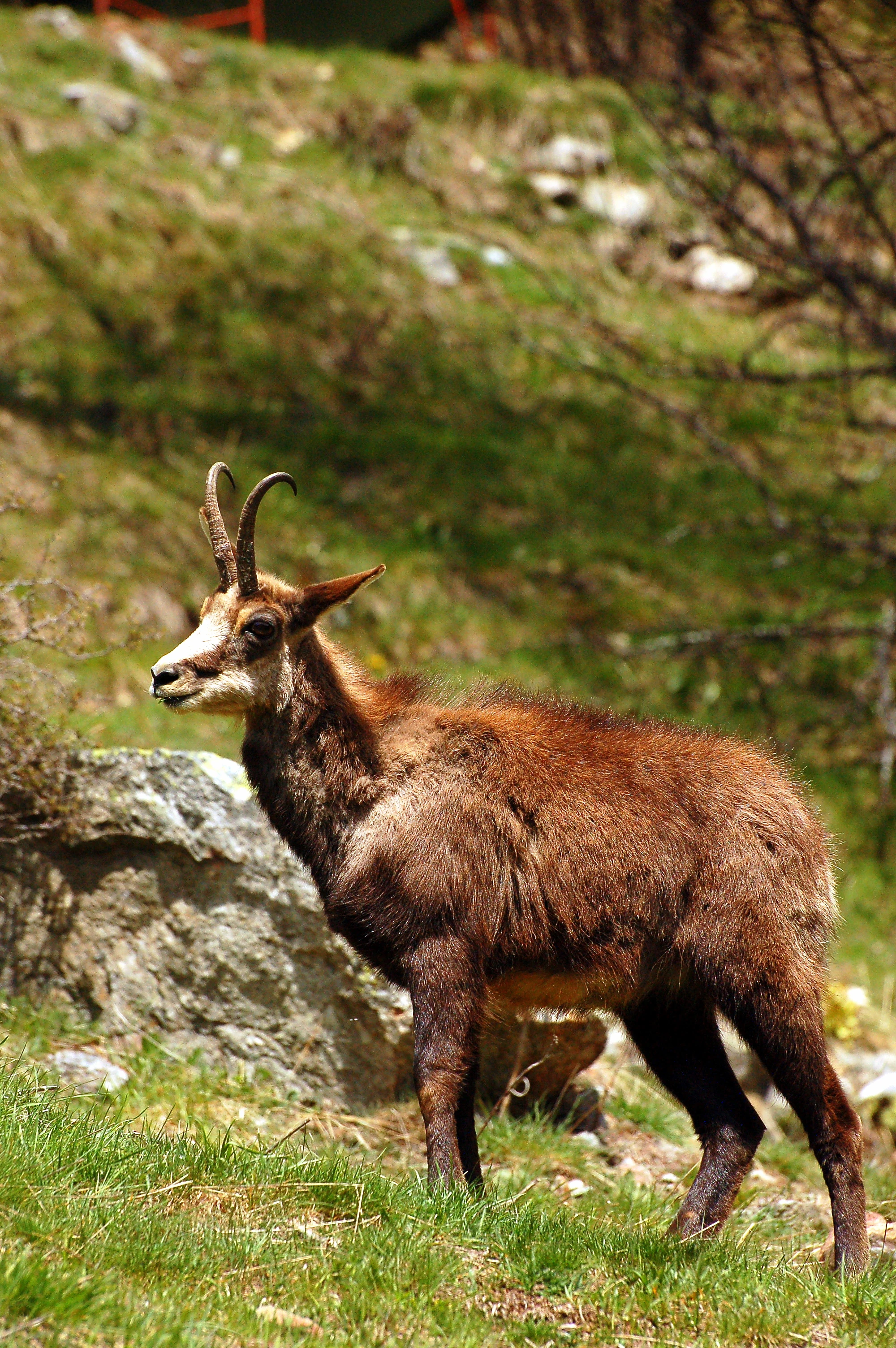 Chamois Color Sorting
