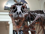 T.-rex-skull-frontal