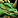 IconSmall DragonGreen