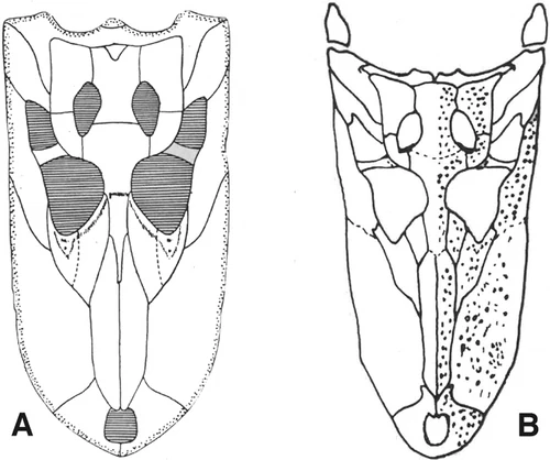 Diplocynodon Fossil Wiki, the paleontology wiki