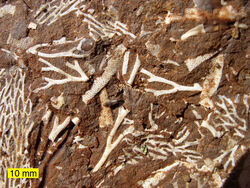 OilShaleFossilsEstonia