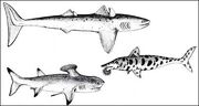 Golden age sharks