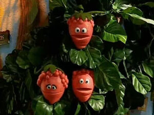 Weatherberries