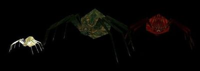 DromEd Spiders