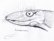 ScaloposaurusDB
