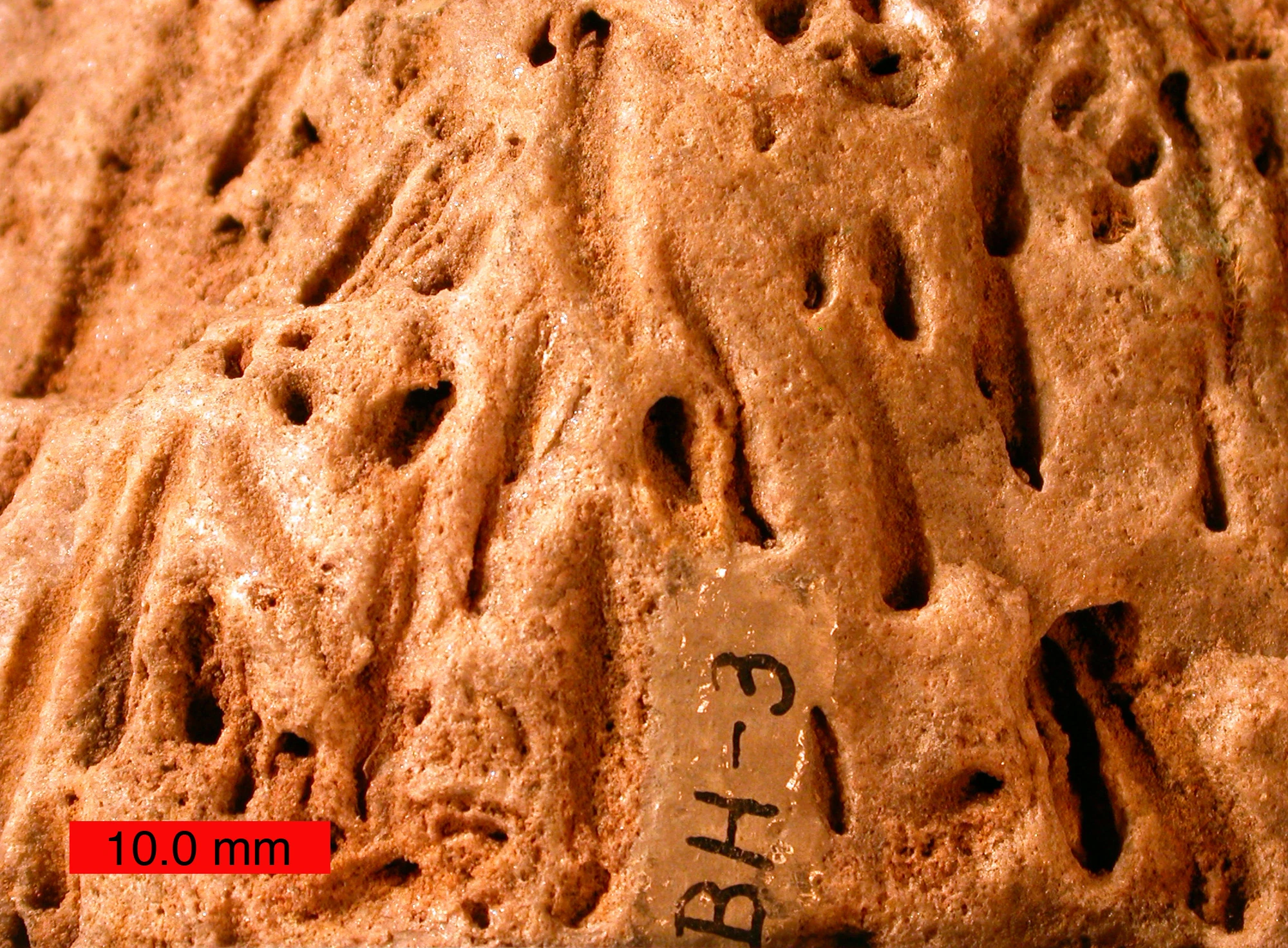 Trace fossil Fossil Wiki, the paleontology wiki