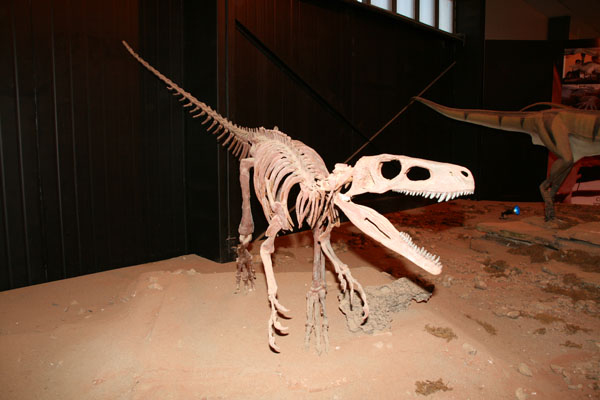 herrerasaurus fossil