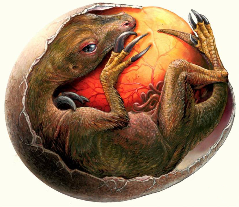 identifying dinosaur egg