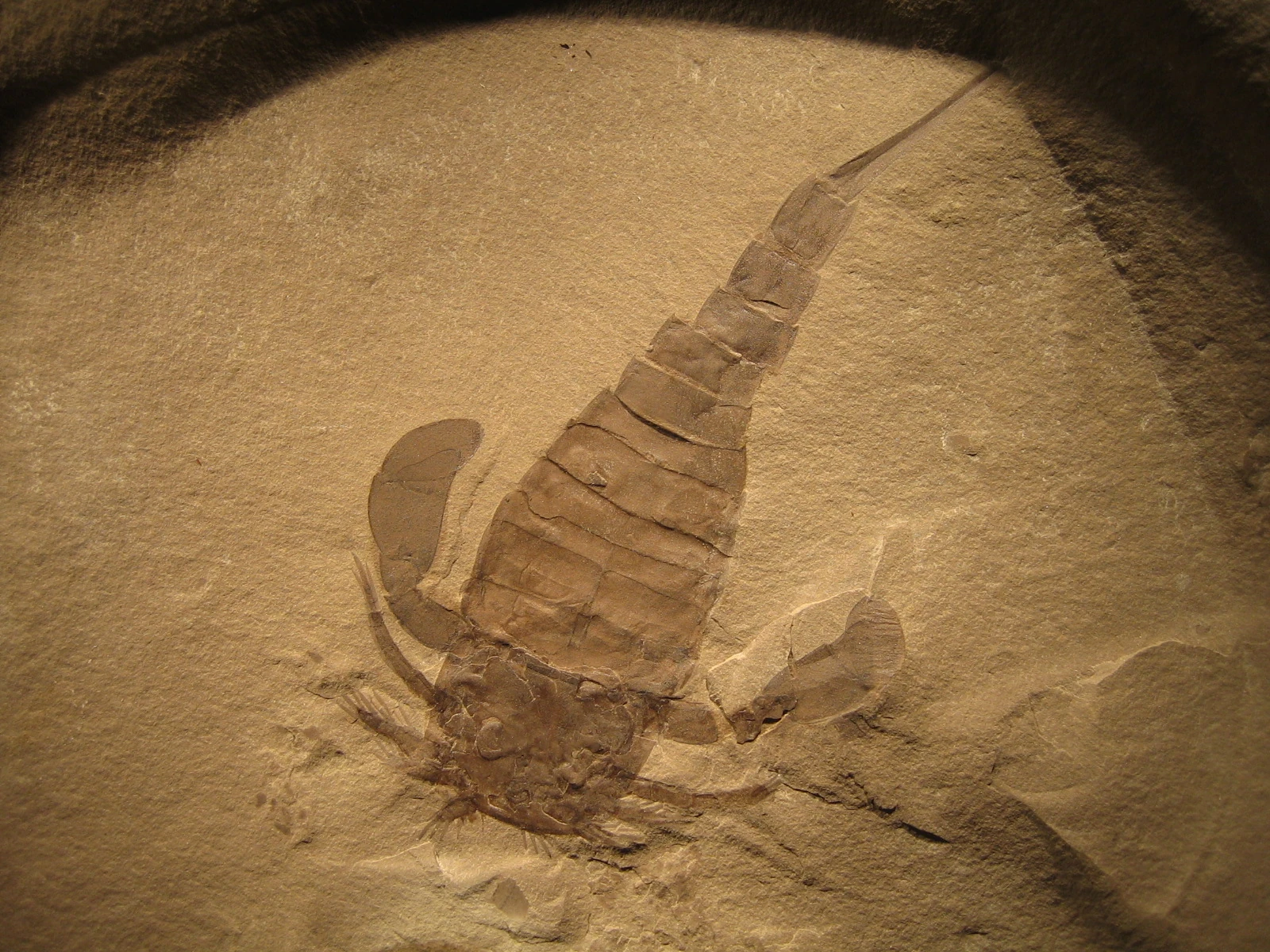 Megarachne Fossil Wiki, the paleontology wiki