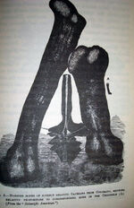 Amphicoelias bones1