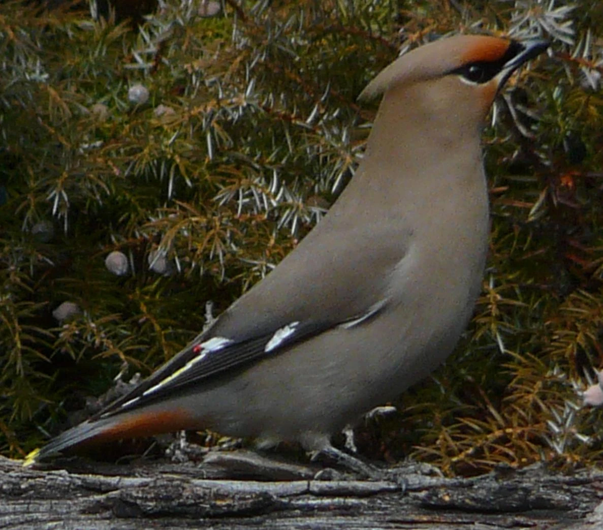 Perching Birds Wildlife of Alberta Wiki