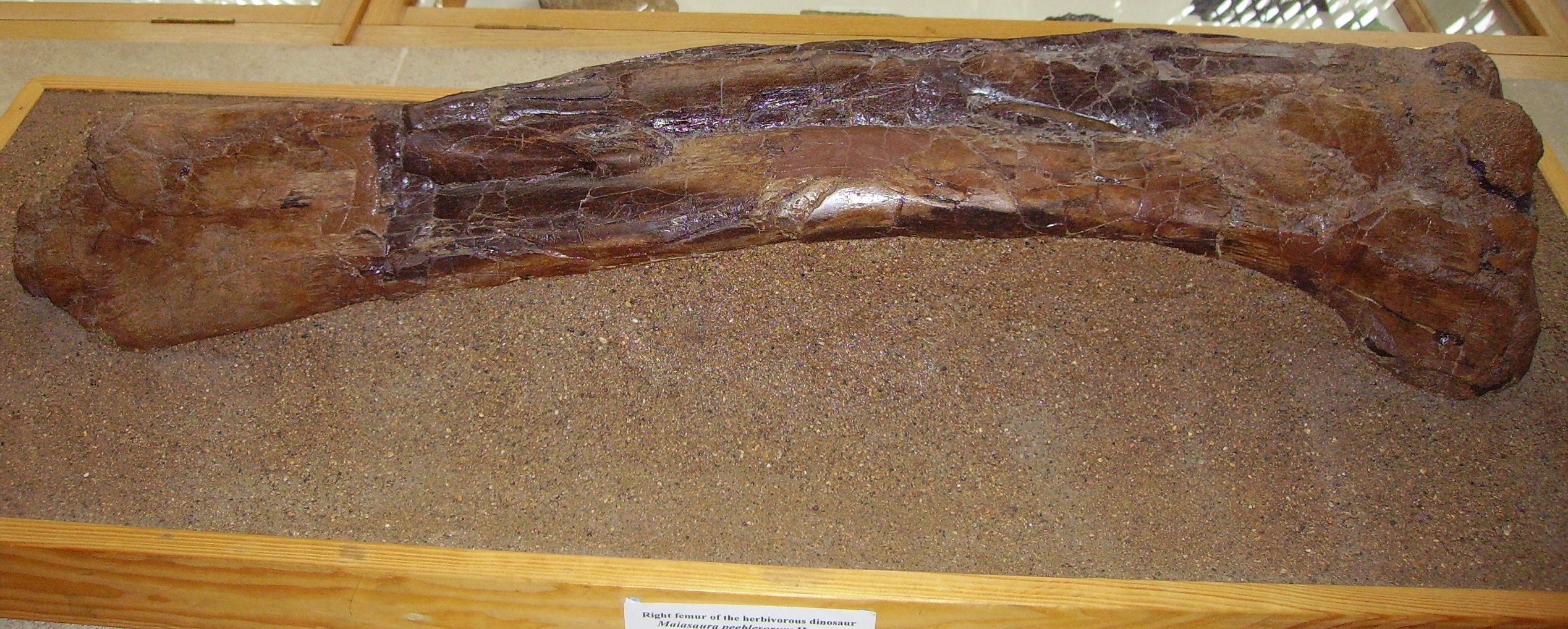 maiasaura fossil