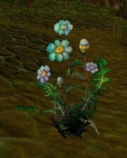 Blindweed