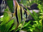 Pterophyllum altum-1-