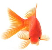 Goldfish2