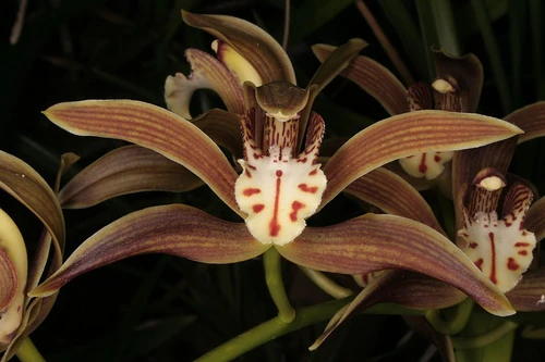 Cymbidium iridioides Orchids Wiki