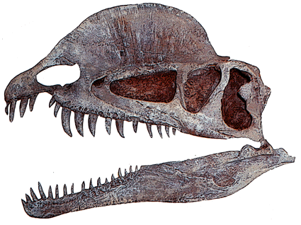 Dilophosaurus_skull.gif