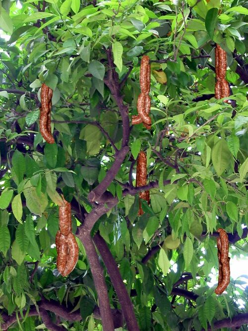 Image Sausage tree.jpg Sausage Wiki