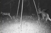 Big Jersey Devil01